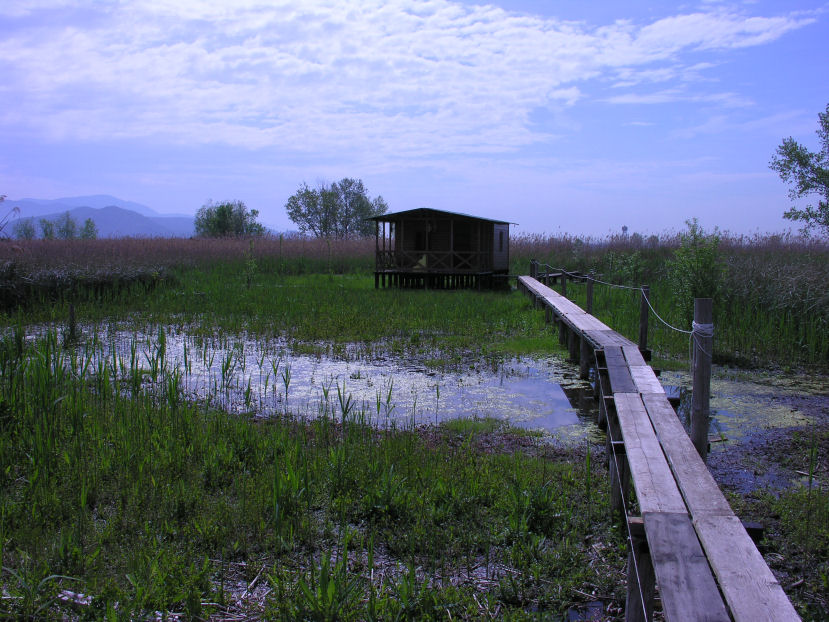 Massaciuccoli